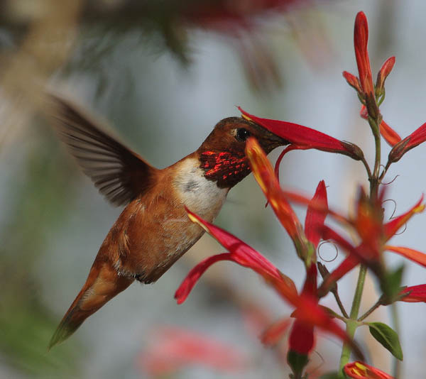  Rufous hummingbird (male)